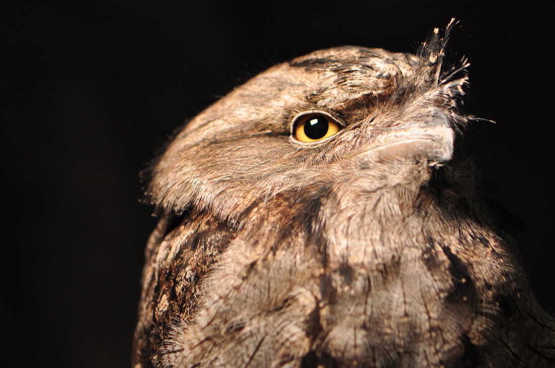 Tawny Frogmouth Photography